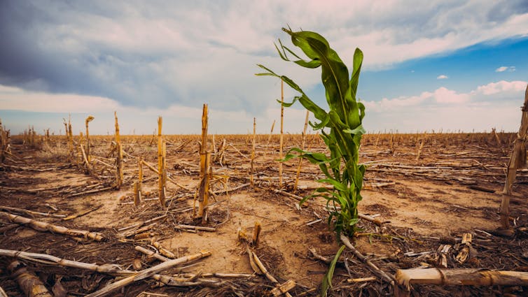 Climate Change Impacts Crop Nutrition